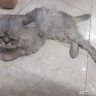 قط ضايع