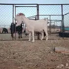 للبيع عنز هولندية مضرع ثلاث شهور