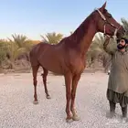 حصان انقليزي سعر معقول