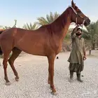 حصان انقليزي سعر معقول