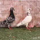 خمس أجواز زاجل مهمرات بفروخها