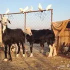 نعجتين نجديات اسداس