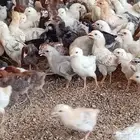 صيصان دجاج