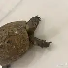 سلحفاة يونانية كبيرة
