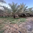 مزرعة للبيع بالقصيم بالبطين