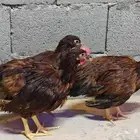 رود ايلاند
