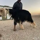 فحل نجدي