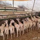 تيوس صومالية للجملة