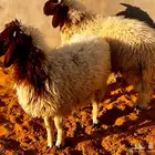 خروفين نعيم