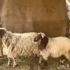 نعجه والد معه خروف كبير
