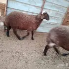 خروف ورخل طيبات