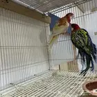 جوز روزيلا منتج و حالين يجهز بطن جديد
