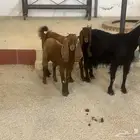 عنز تامه تحتها جفرتين