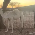 ناقه رمانيه عشرا تحتها بنتها رمانيه