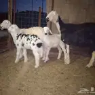 نعاج والد طيبه