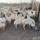 طليان رفيدي مرابي جذعان