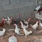دجاج بلدي