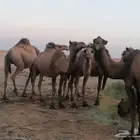 ذود اباعر للبيع الموقع مدينه شقراء.