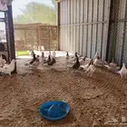 حمام مشكل جنج و رقاص
