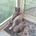 فندقه للقطط بابحر الشمالية
