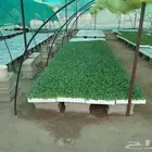 مشتل خضروات نمره