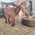 عنز مضرع مع بنتها جذعه مقروعه