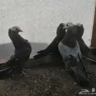 هزاز موكيه طبات وشباب