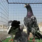 زوج رام بوري