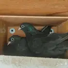 صنعاوي اسود ازوج الاحساء