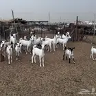 ماعز مراح القنفذه