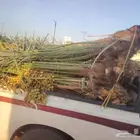 نخيل البيع الرياض المزحميه ديراب نساح المشاعله جو