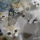 ينبع البحر