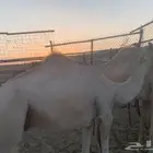 قعود جزر للبيع
