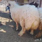 متوفر طليان طيبه فل
