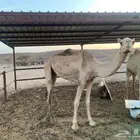 ناقه منتجه مبيوع لها بكره