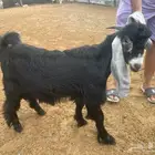 للبيع تيس عارضي