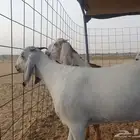 جفير صنف لليبع