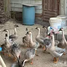 للبيع وز او بط عراقي حجم جامبو