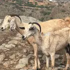 غنم للبيع