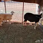 نعاج والد طيبه