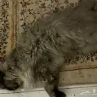 قطه شيرازيه للبيع