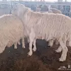 خروف مشروط