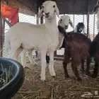 خروفين حريات مشاريع فحوله