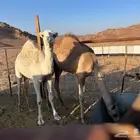 حشو قعود وبكرتين بريات العمر حوا 8 اشهور