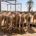 قعدان و تيوس صومالية للجمله بالمزاحميه
