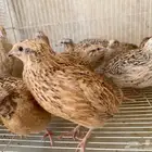 سمان كريمي