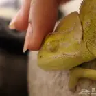 حرباء للبيع ب 50ريال مع البيت