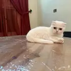 سكوتش وهملايا