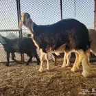 رخل نجديه فاخره