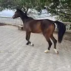 مهرة ابوها مكس وامها جزيرية شعبية
